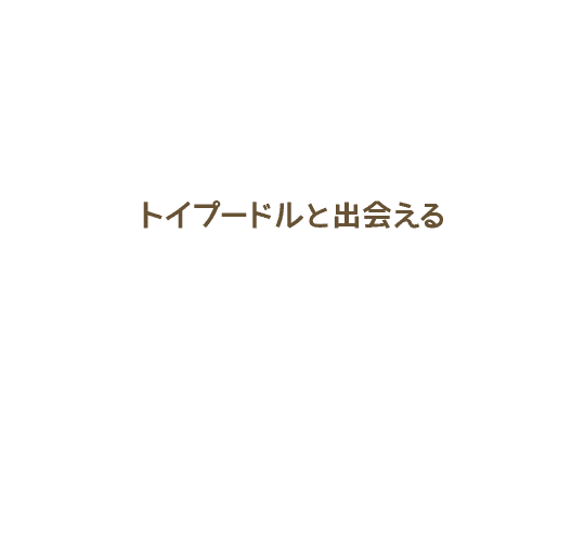 トイプードルと出会える