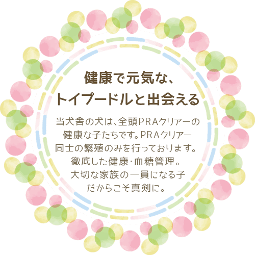 健康で元気なトイプードルと出会える